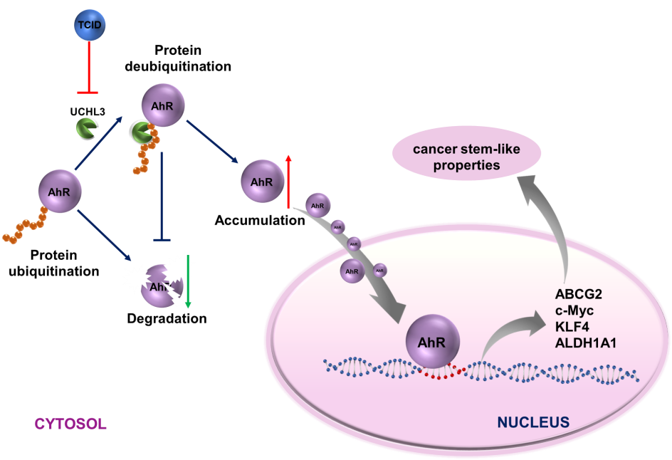 UCHL3稳定AhR蛋白促肺癌干性模式图